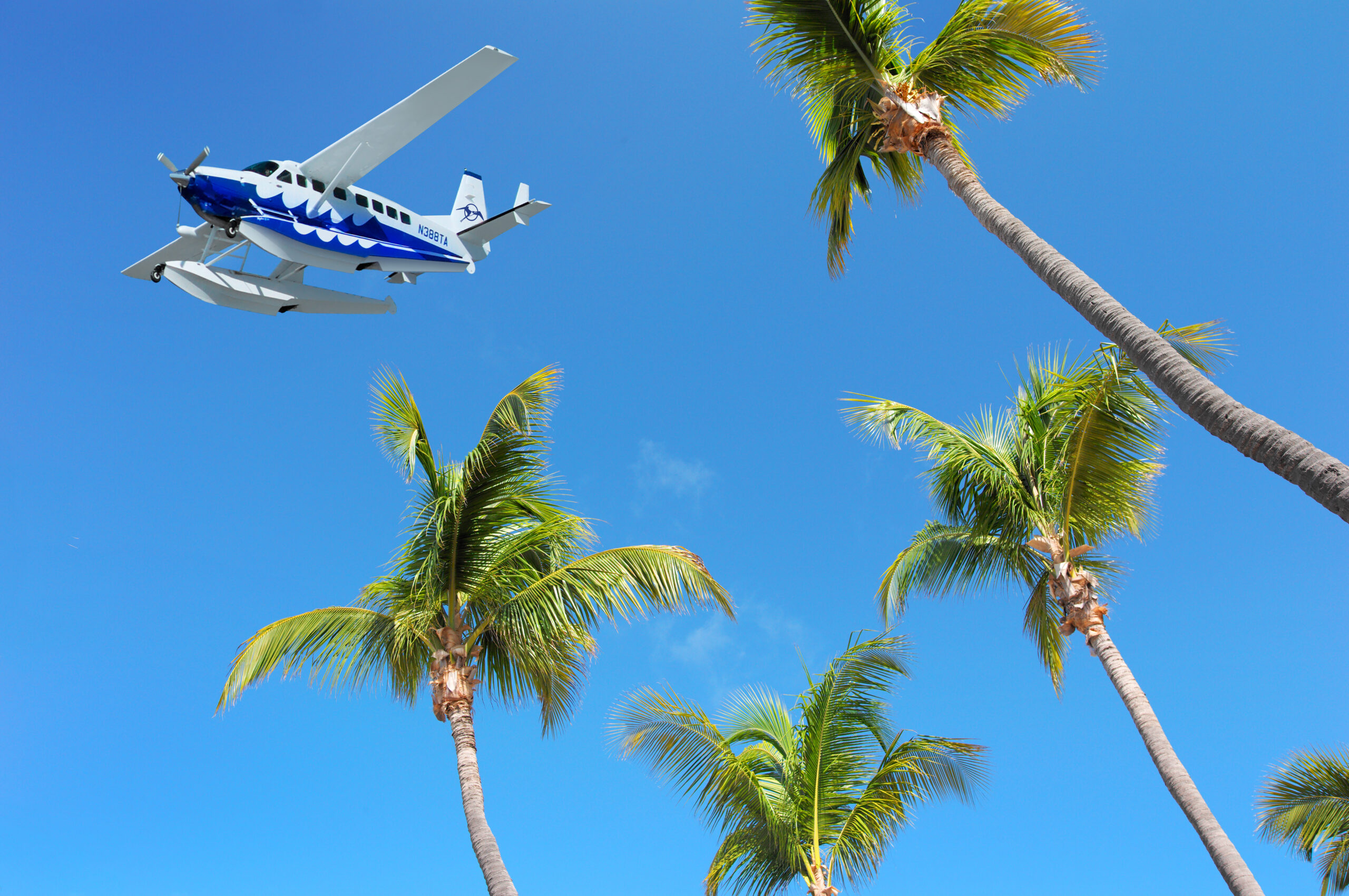 LPI Tropic Ocean palms