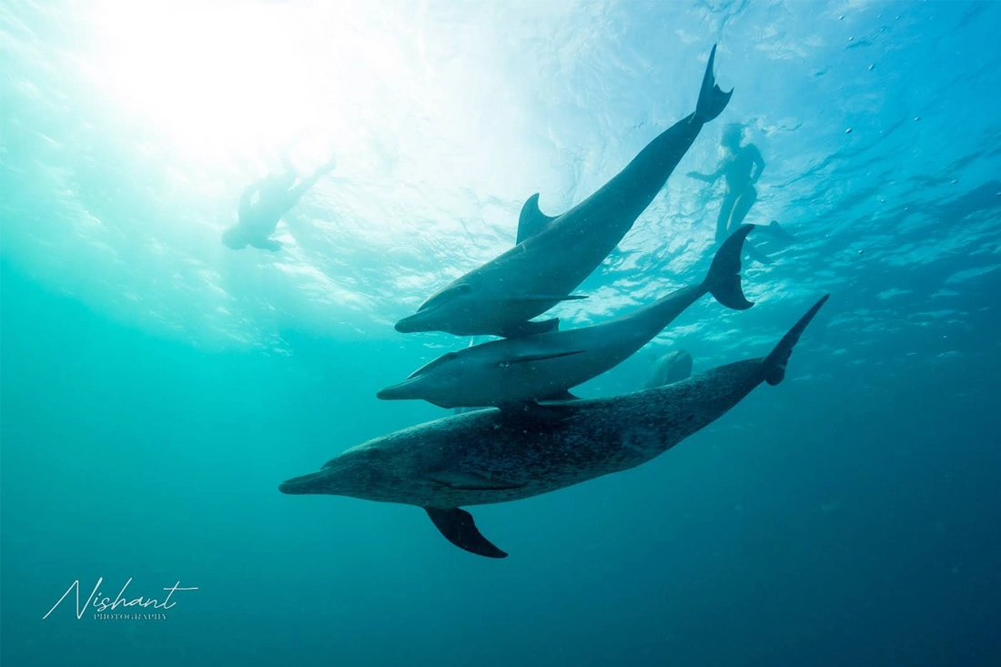 dolphins swimming